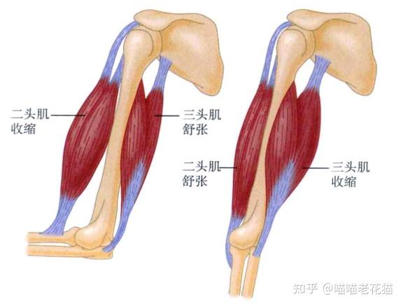 运动不只是刺激与肌肉收缩间的联系,而是依赖于整个的计划.