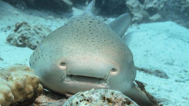 要男人何用?这条母鲨鱼跑了老公之后决定无性繁殖,自己生! - 知乎