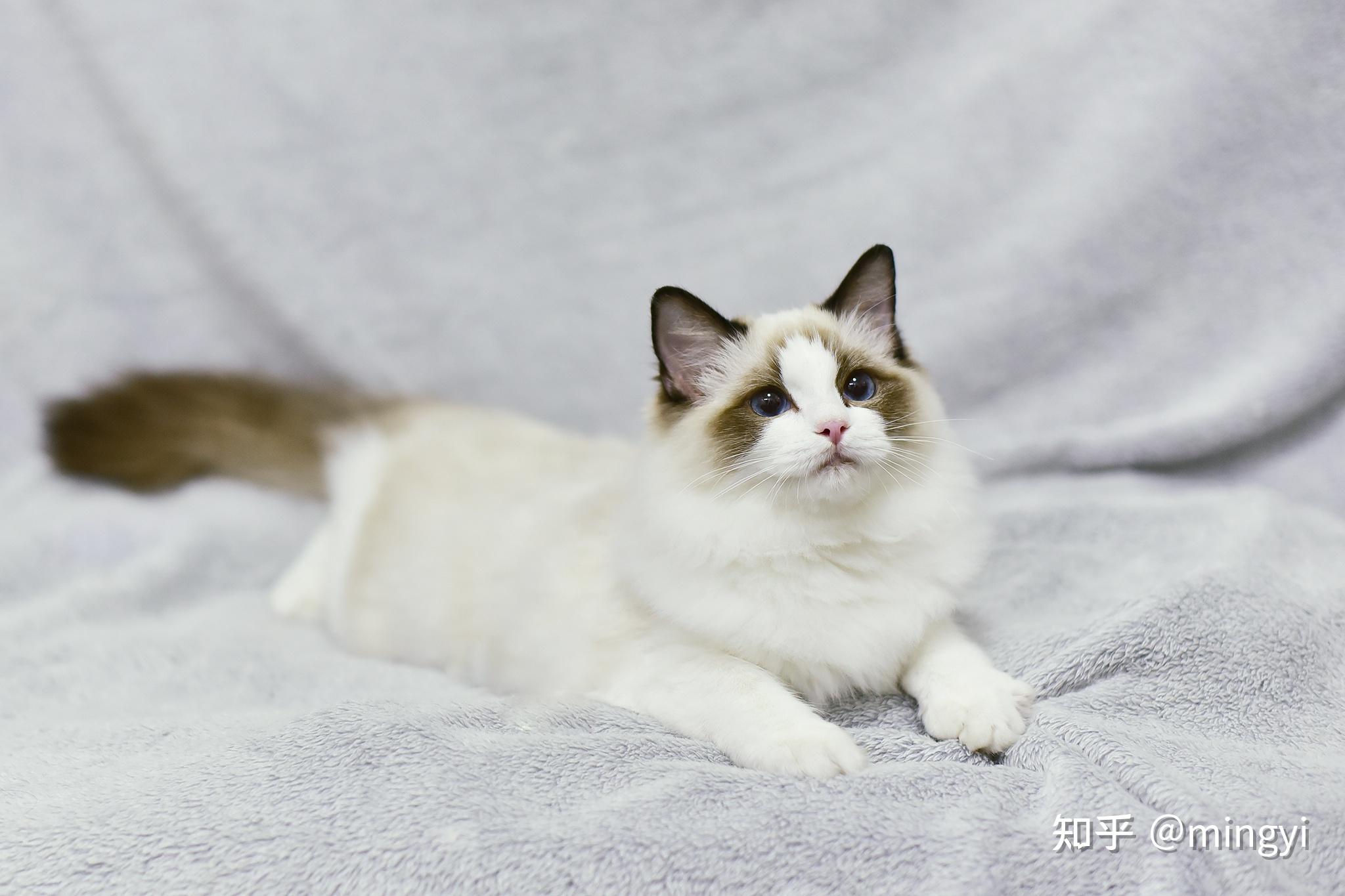 2021cpf重庆宠物展小知识科普这些喵星人你都了解吗