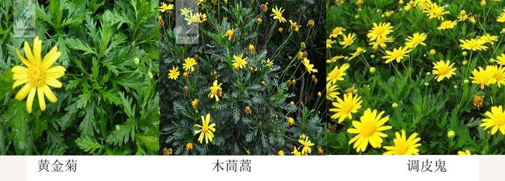 被那些小黄花整晕的一天 黄金菊 木春菊 茼蒿菊真的把我认晕了 知乎 被那些小黄花整晕的一天 黄金菊 木春菊 茼蒿菊真的把我认晕了 知乎