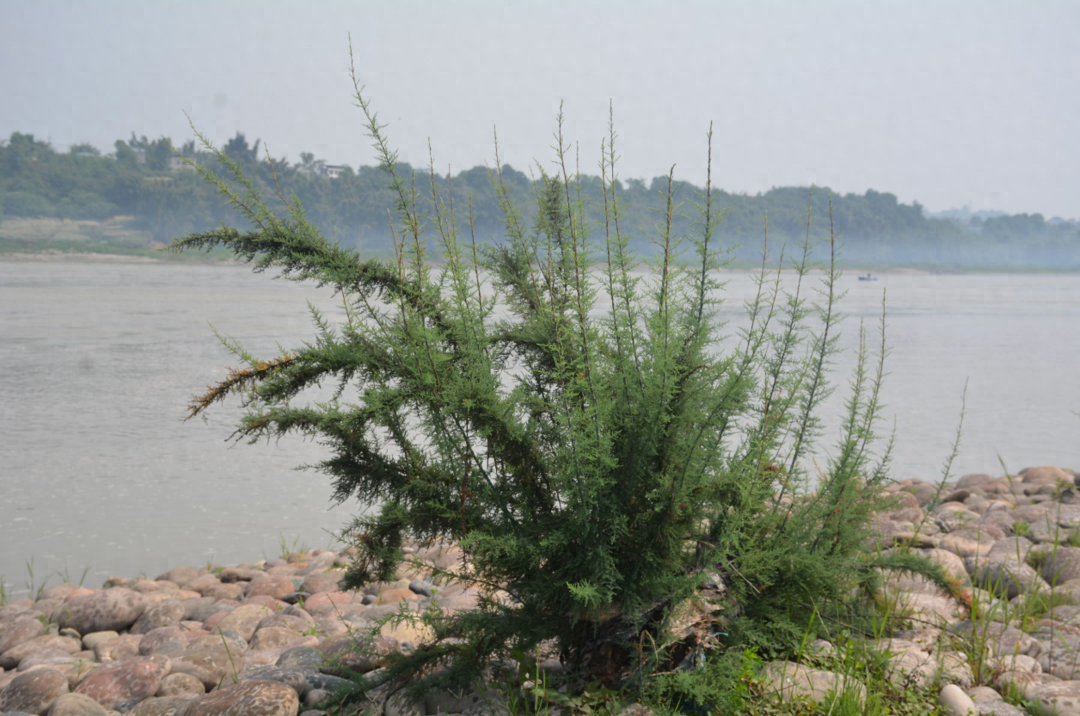 长江上游发现野生疏花水柏枝新分布点