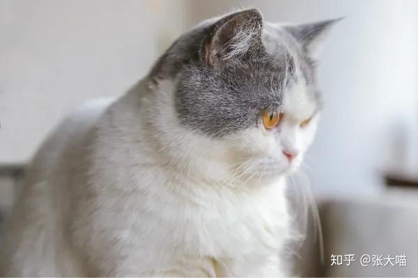 怎么看小猫多大岁数 v2-b17f31353434e3519dcd2b5f6f4c933e_r.jpg