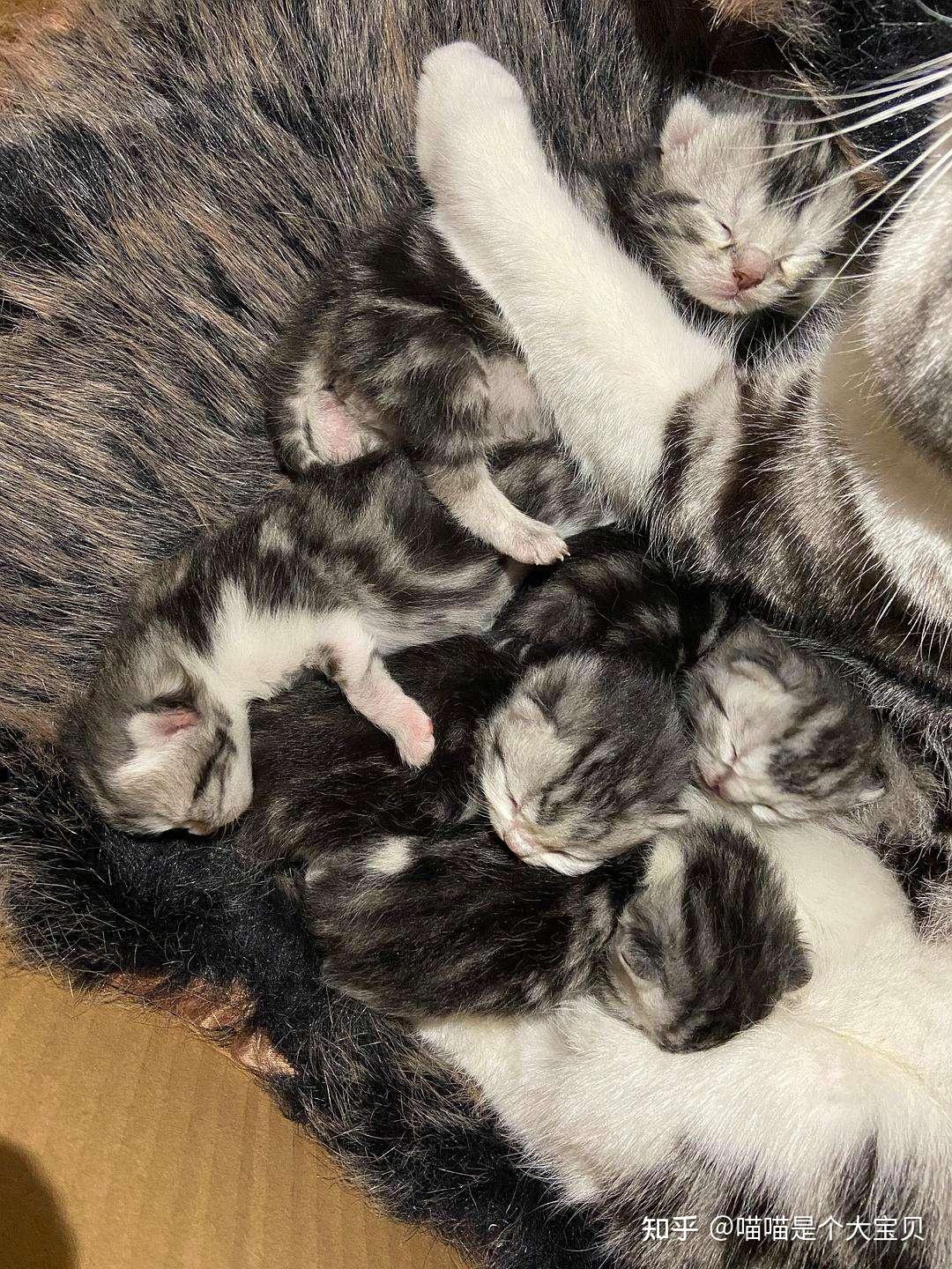 公猫还是母猫好?差别挺大,弄明白不吃亏 - 知乎