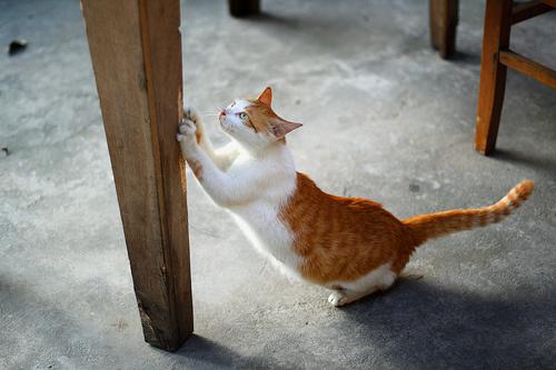 猫咪为什么要抓你心爱的椅子 知乎 猫咪为什么要抓你心爱的椅子 知乎