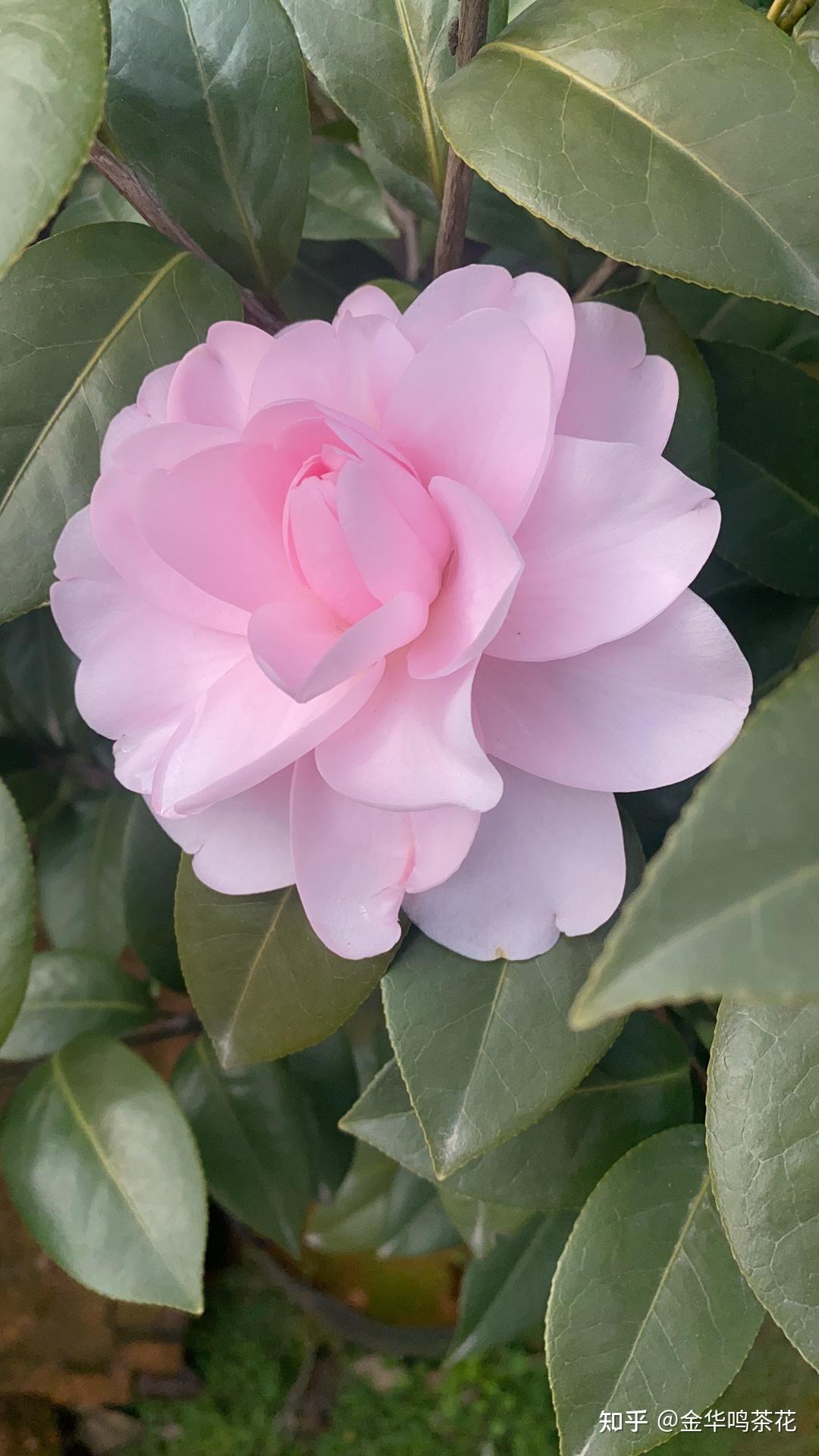 漂亮的茶花開花了 粉色專業做茶花嫁接及種植茶花金華鳴茶花