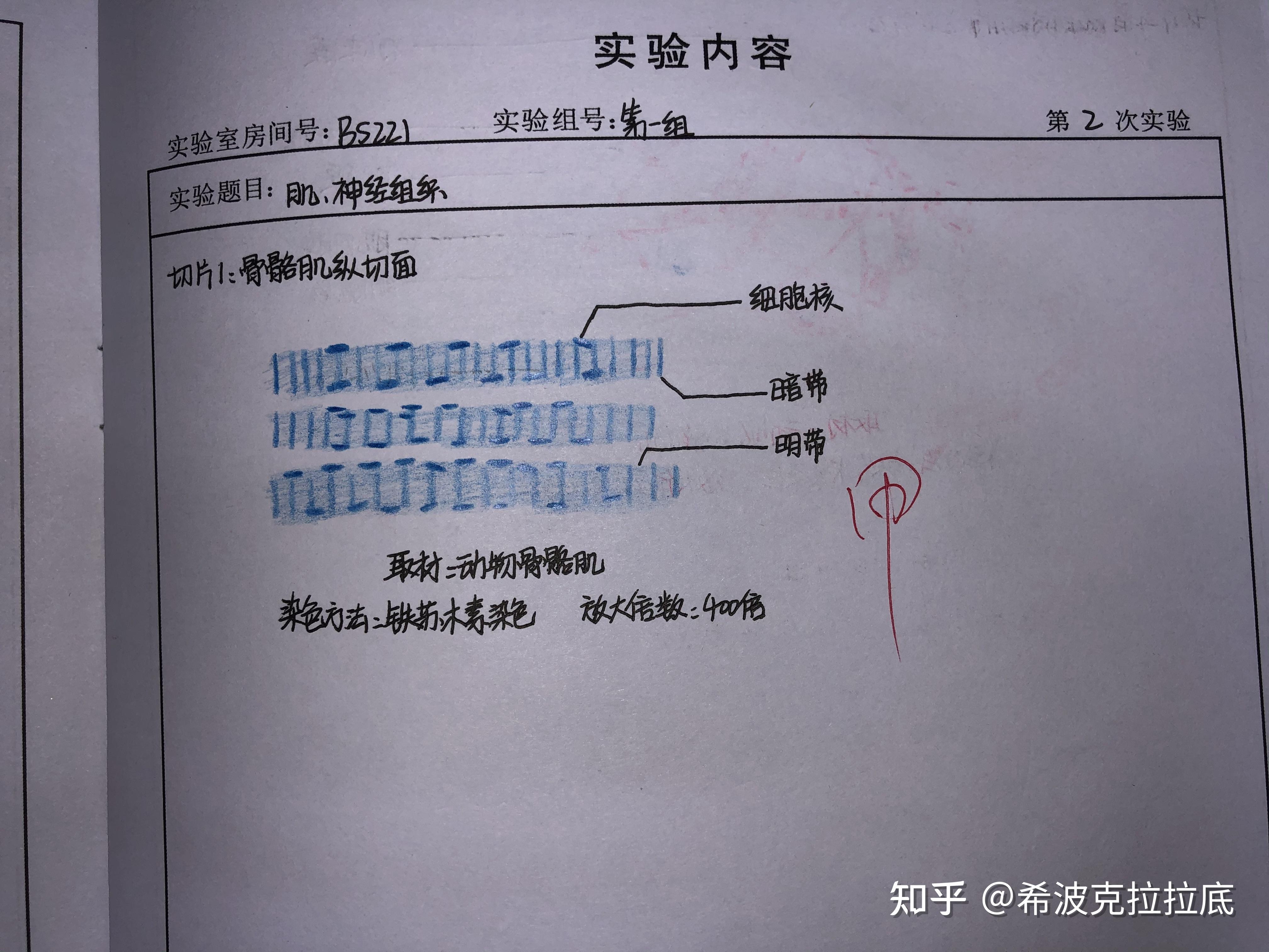 单层柱状上皮实验报告图片