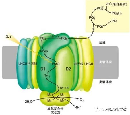 细胞生物学高频考点（十二）之光合作用的光反应内容及思维导图 - 知乎