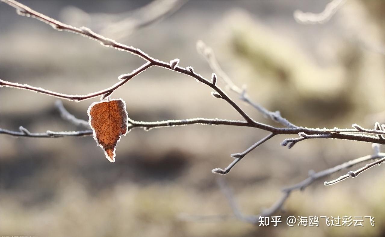 老柘叶黄如嫩树,寒樱枝白是狂花。 出自唐代白居易的《早冬》 解释:老柘树叶子是黄色的,犹如一棵娇嫩的小树。寒樱不依时序,开出枝枝白花。