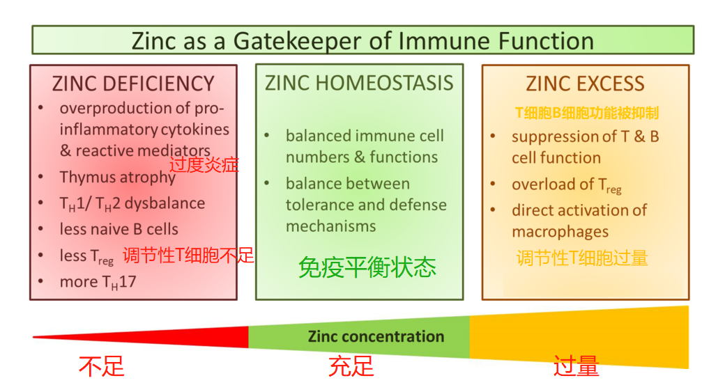 锌：平衡免疫，对抗感染的平价营养素 - 知乎