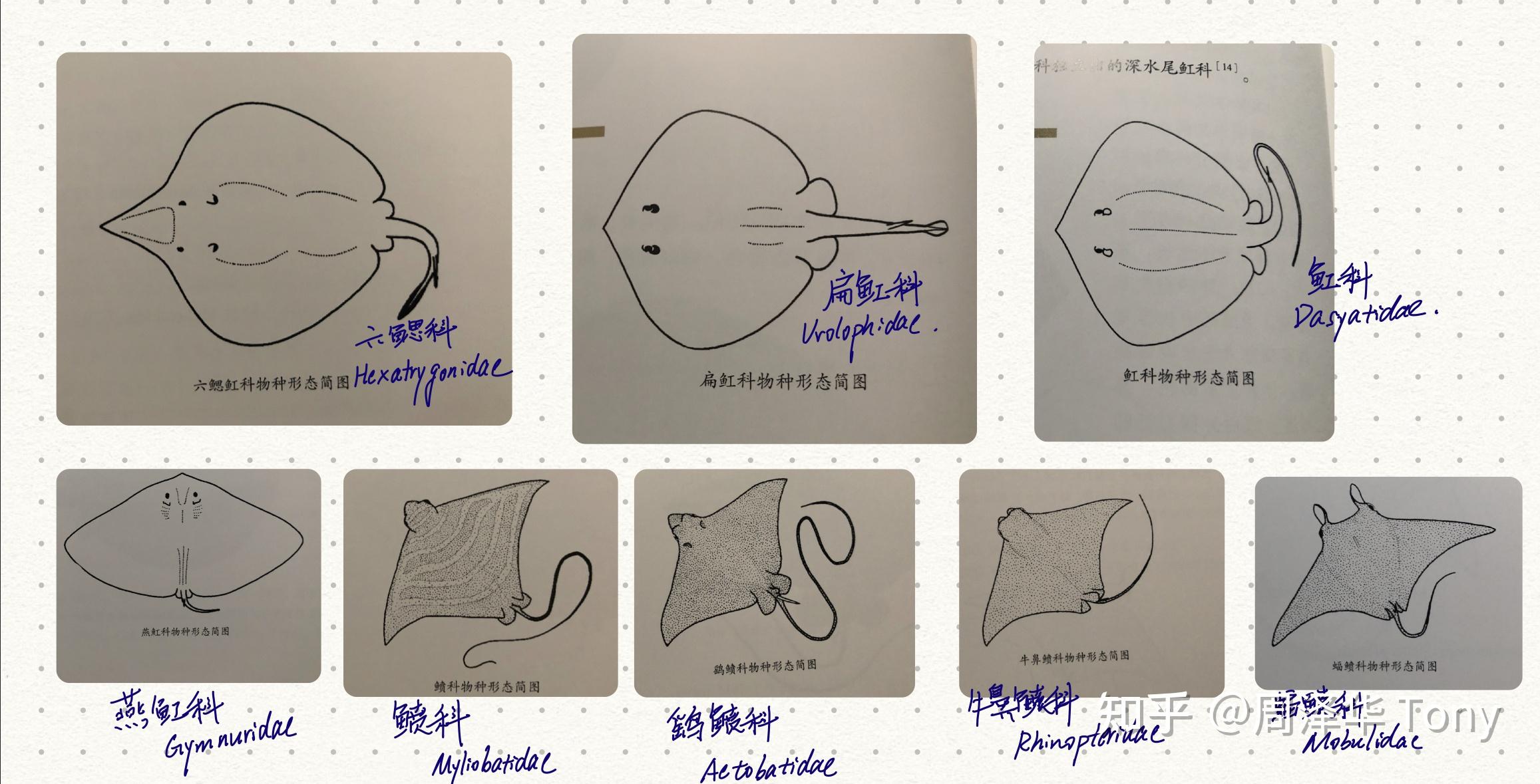 蝠鲼鳐鱼魟鱼的区别图片