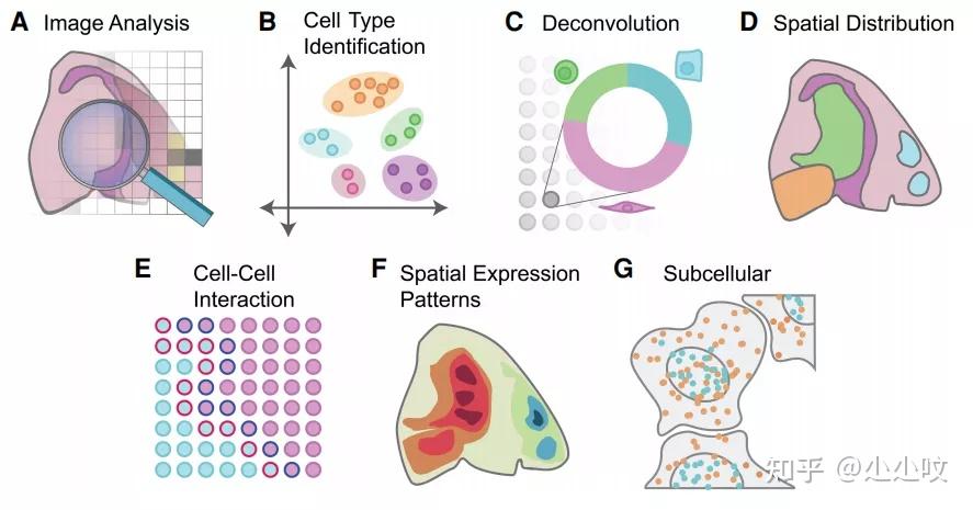 前沿perspective 空间转录组数据分析方法最新进展 知乎 7586