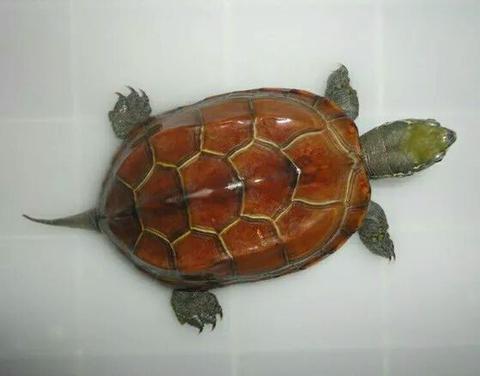 千里光:说说我知道的情况吧,国内大部分龟种境况堪忧,陆龟部分比如