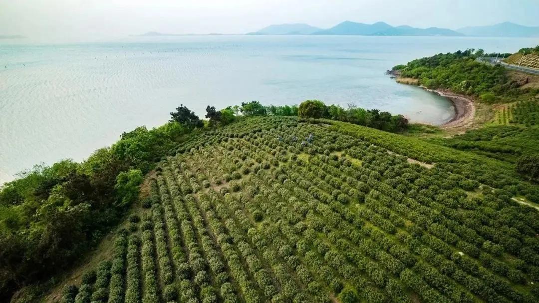 寻茶记丨碧螺春(三):传说与起源