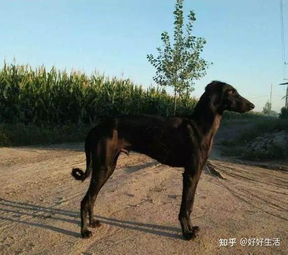 “山东细犬”——落寞的华夏名狗,它才是真正的“哮天犬”!