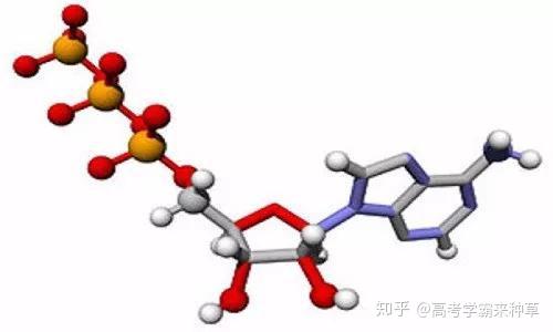 【高中生物】常考14个小陷阱，一不小心就丢分！高中生一定注意吧 - 知乎