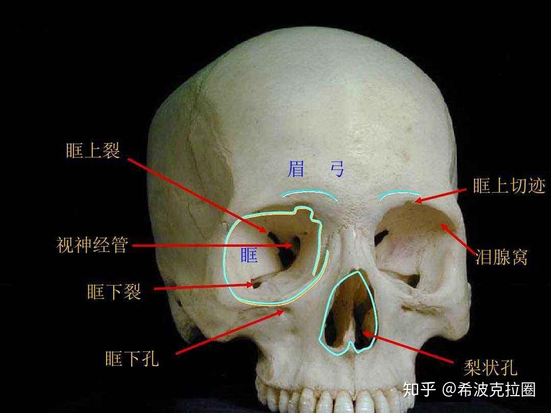 头颅骨sub附图理解，更助于视觉化 - 哔哩哔哩