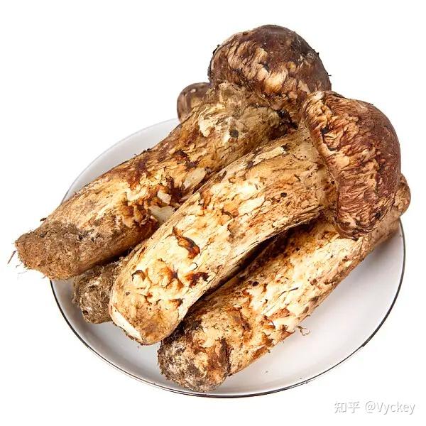 最全的云南野生菌科普介绍 - 知乎