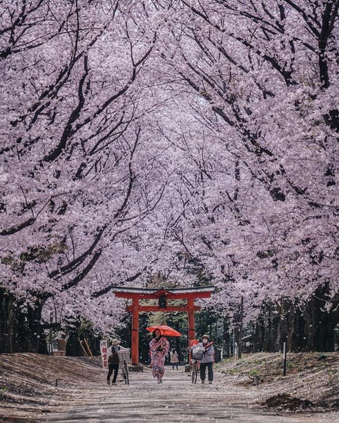 清明节去日本挑对地方才能悠哉看樱花