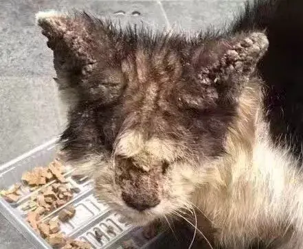 跳蚤蜱虫多发的夏季养猫家庭如何有效防治重口图预警