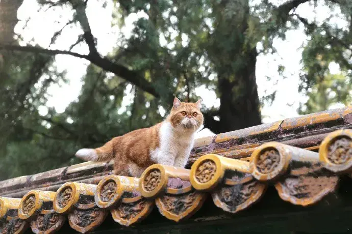 可别小瞧了鲁班,它是从众多故宫猫里千挑万选出来的,《上新了故宫》的