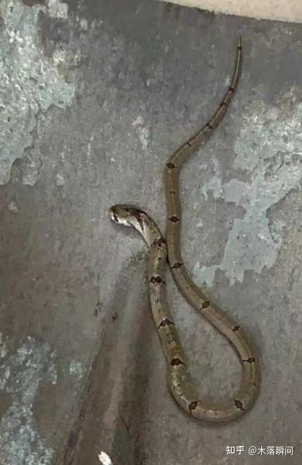 求助这是什么蛇有毒吗