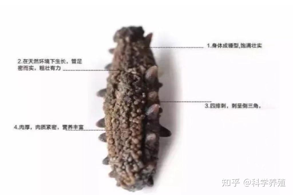 海参5种养殖模式，优劣势对比？ - 知乎