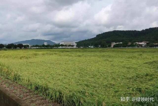 水稻倒伏了怎么办?倒伏以后还能补救吗,怎样减少损失? - 知乎