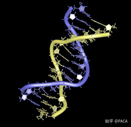 核酸是脫氧核糖核酸(dna)和核糖核酸(rna)的總稱,為生命的最基本物質