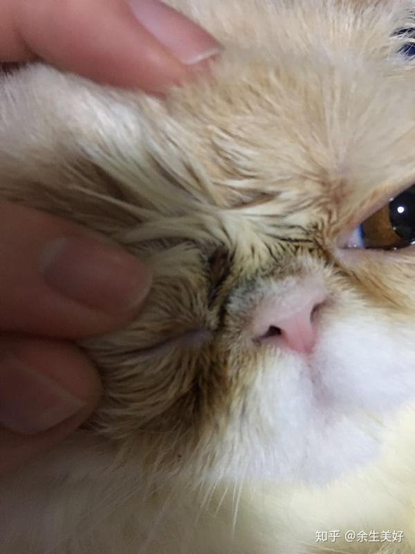 宠物猫毛囊炎了怎么办