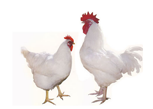 十大食品谣言曝光你被击中过吗