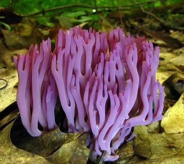 野生菌种类大科普之珊瑚菌 知乎