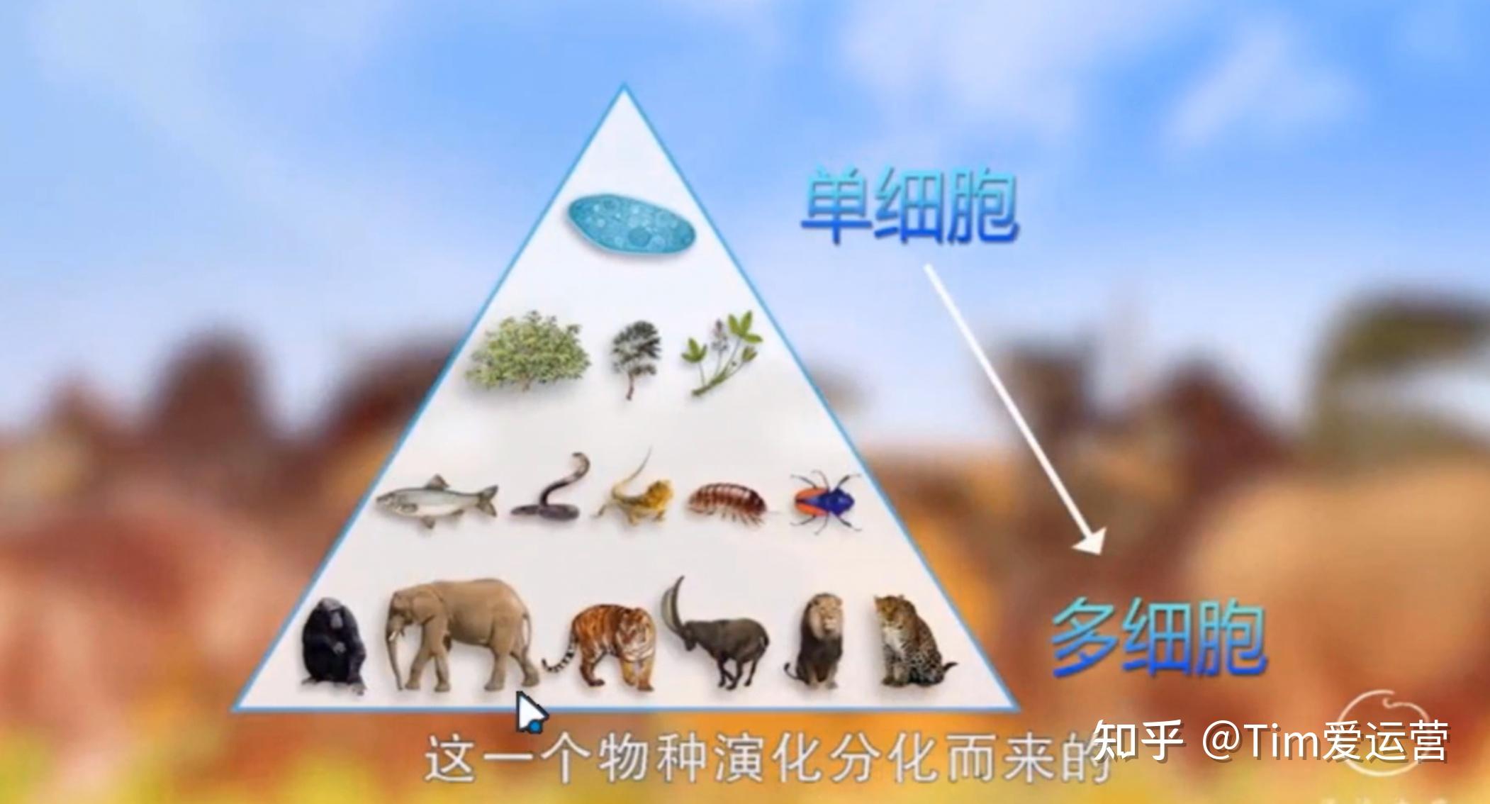 从物种演化来看东西方文化的分歧,从物种起源来看文明的起源。 - 知乎