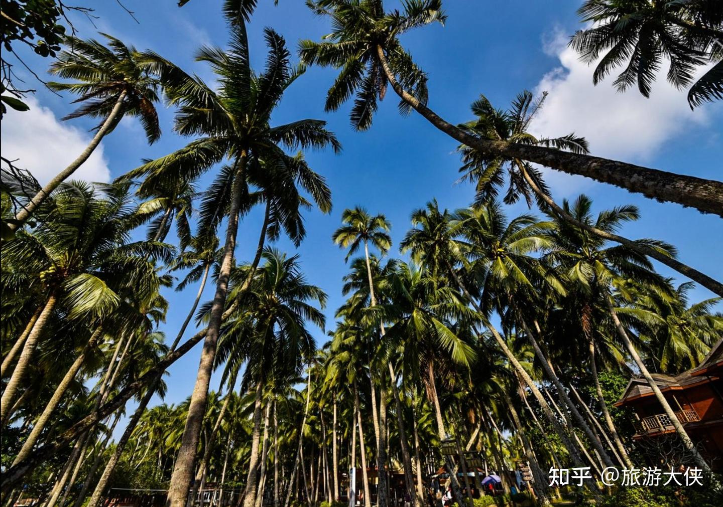 海南的椰风海韵是如何迷醉游人的? - 知乎