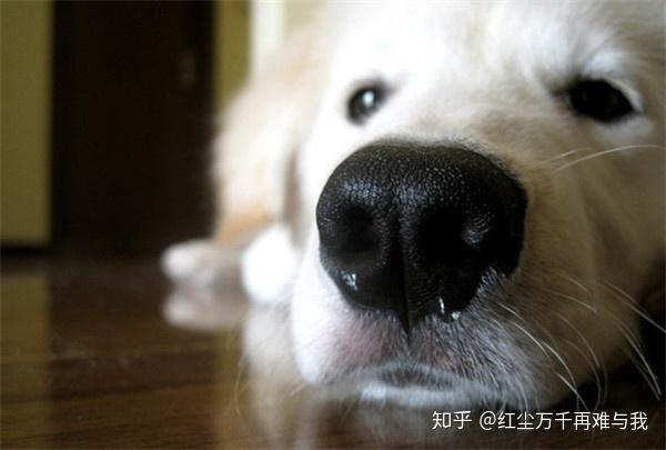上海艾吉宠物医院连锁 5种狗狗呼吸系统疾病的应对措施 你掌握了吗 知乎