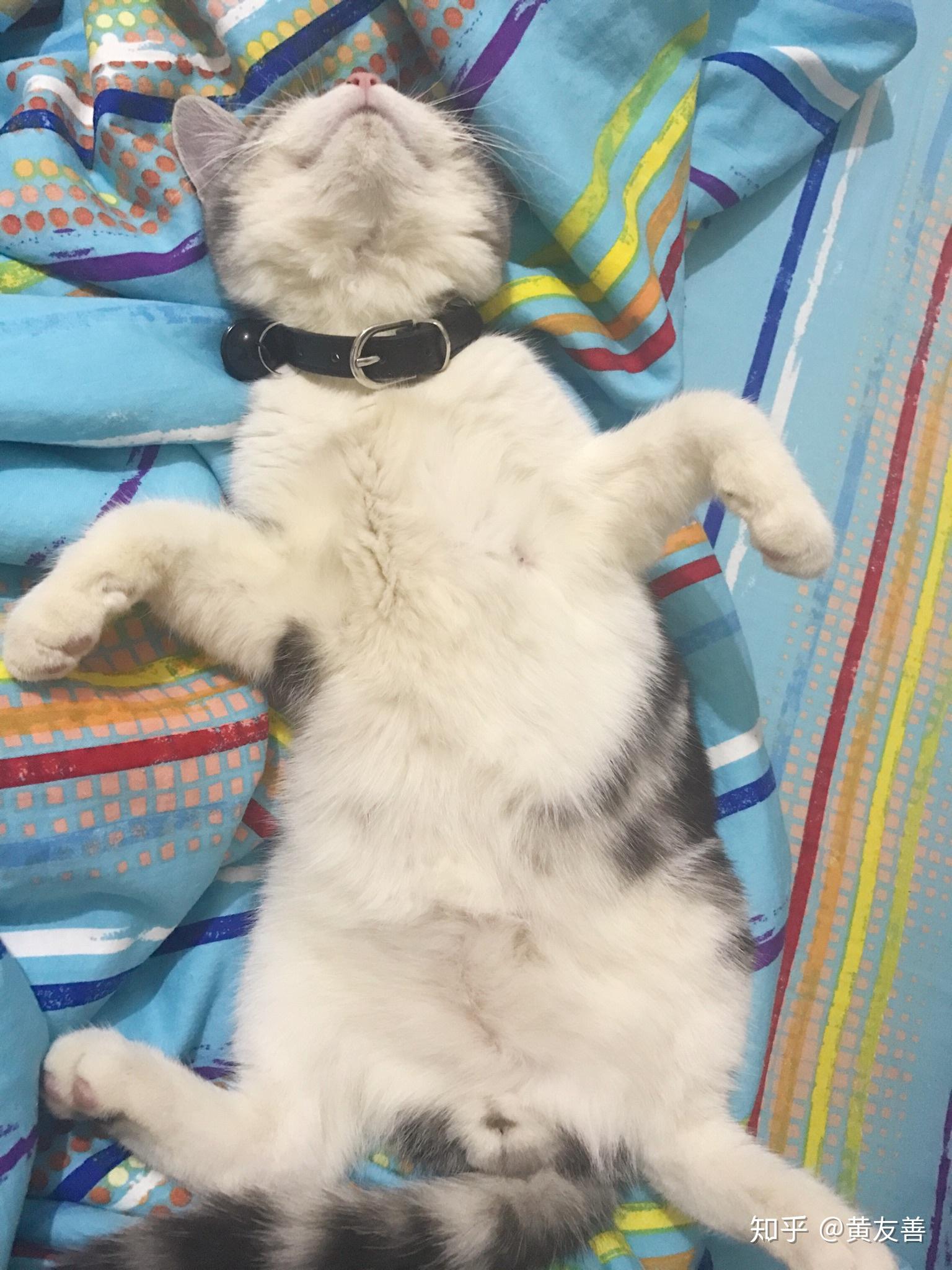 一只慵懒的小猫表情可爱躺在地毯上宠物人类朋友