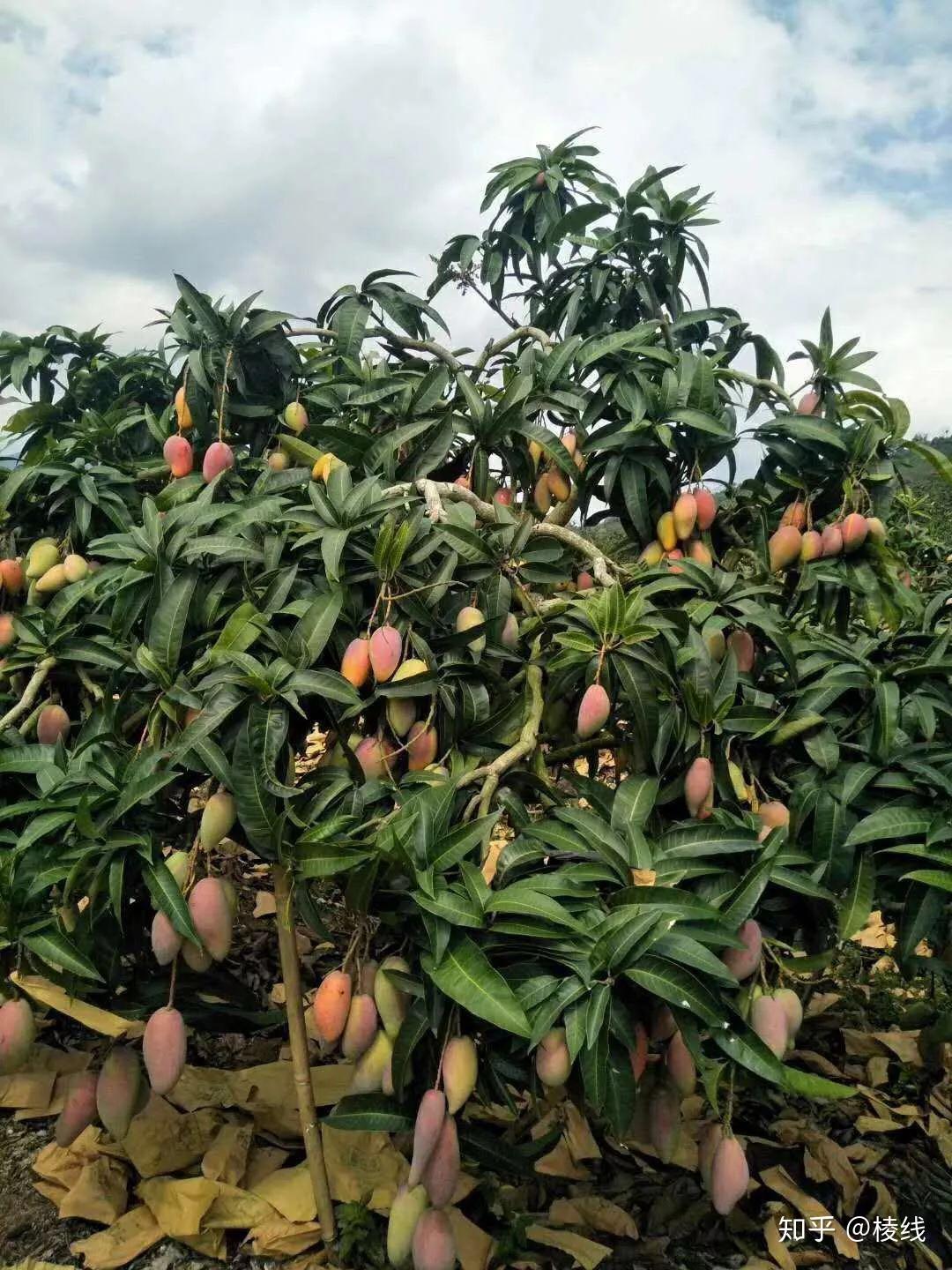 海南树上熟贵妃芒 - 知乎