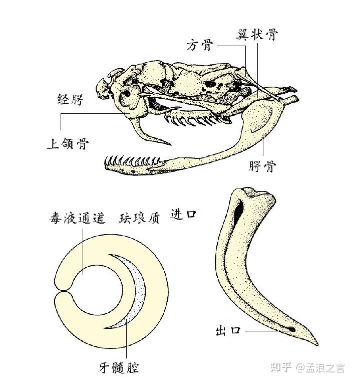 毒蛇沟牙图片