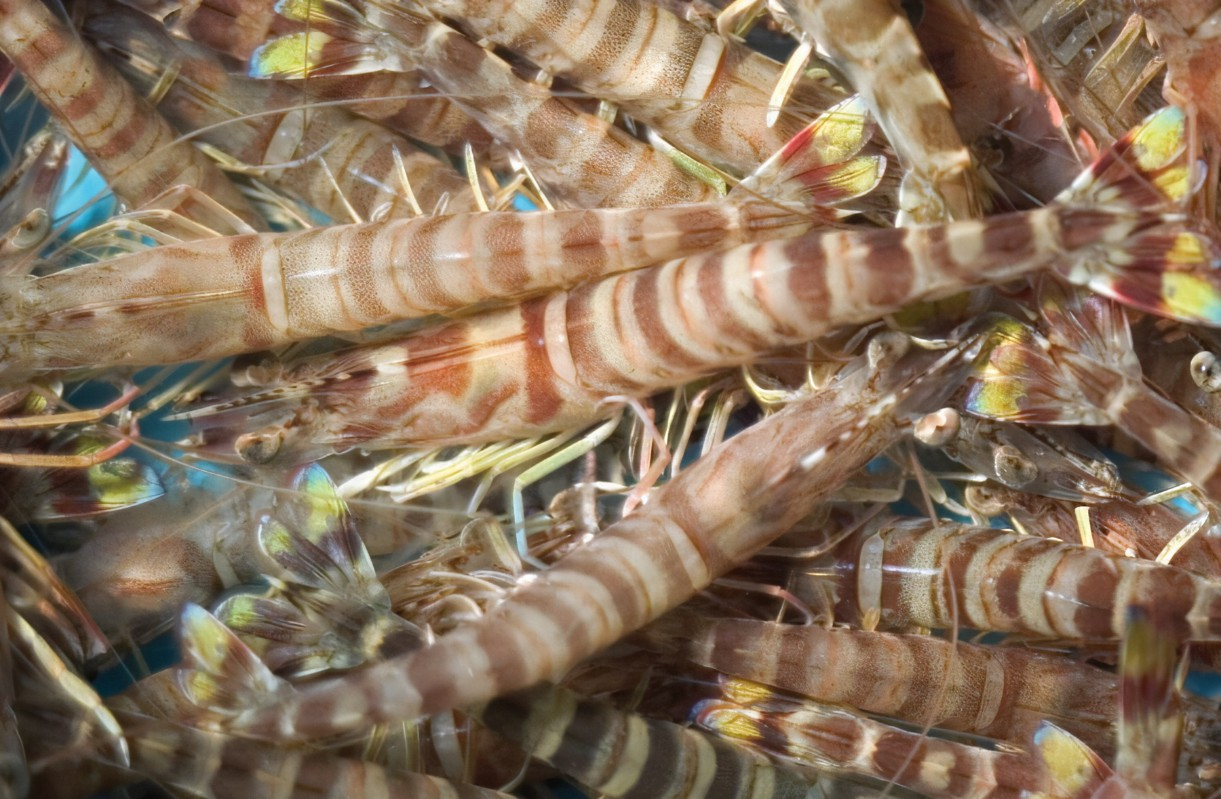 斑节虾怎么保存才能新鲜？南宁邕鲜记教你四种方法_冷冻