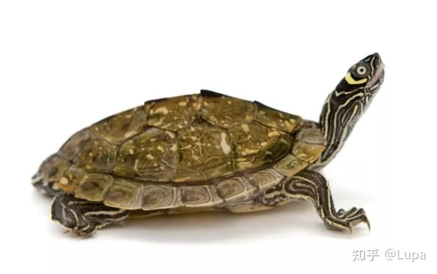 按价格排序常见观赏龟类推荐（水龟篇） - 知乎