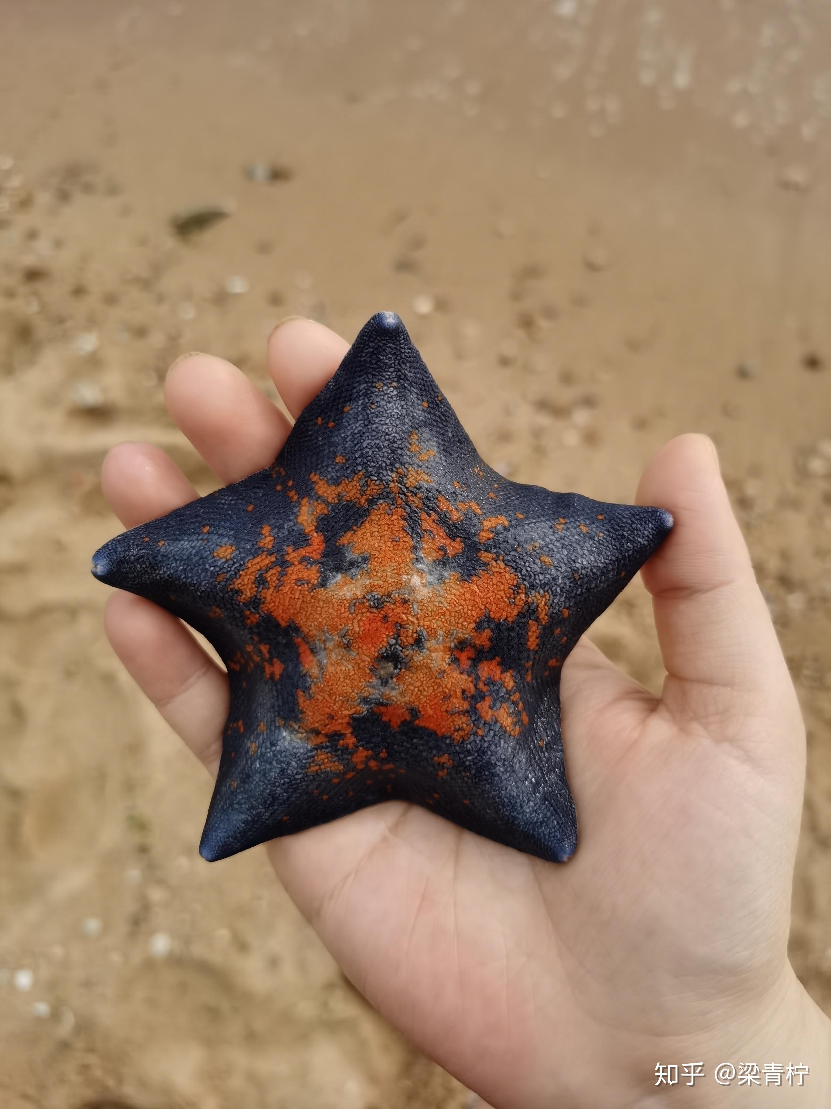 今天早上在威海海边捡到了一只海燕海星傍晚放生在烟台海边了