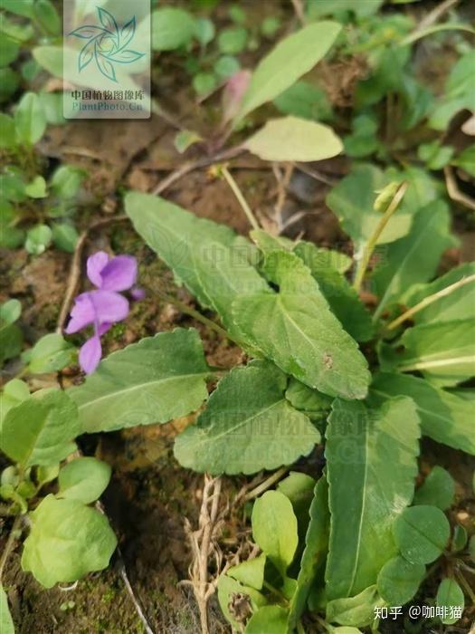 錯過花期該如何區分早開堇菜與紫花地丁