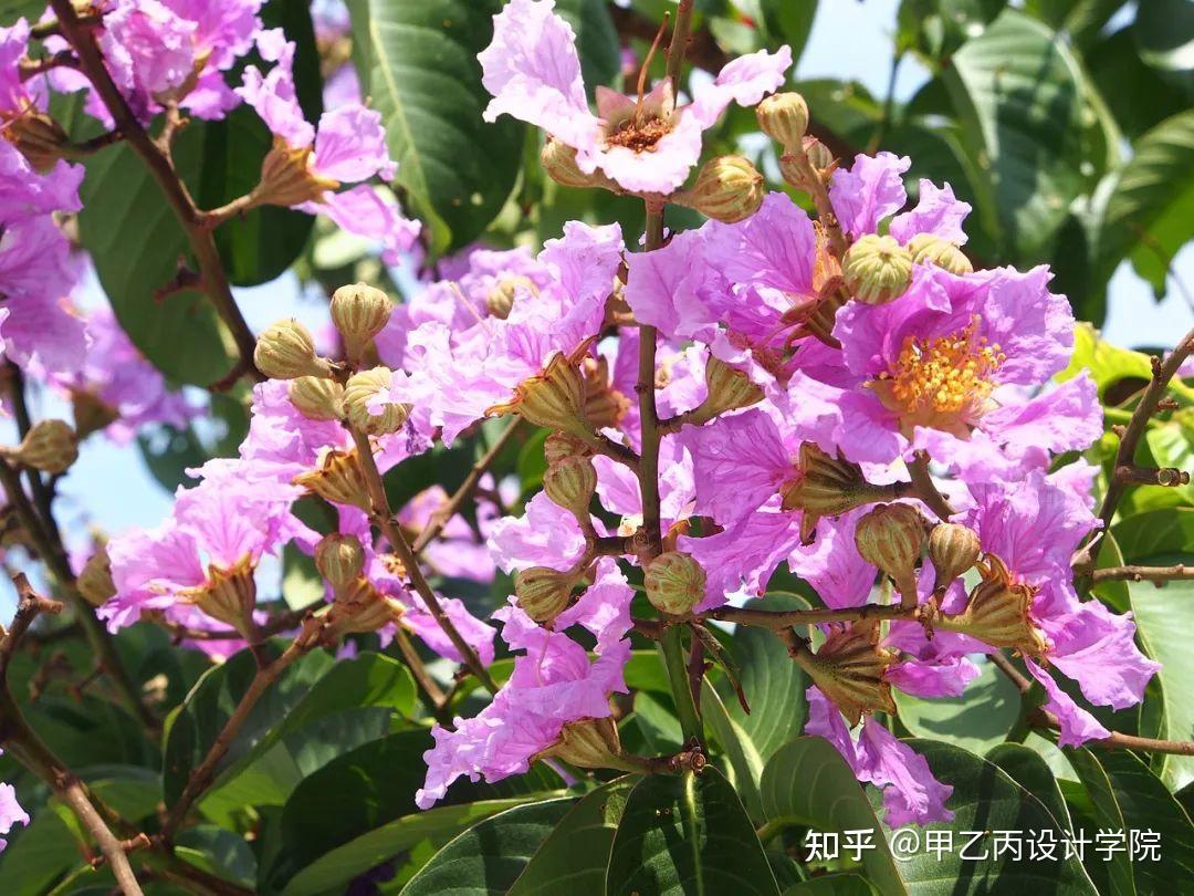 分享|南方常见园林植物合集 - 知乎