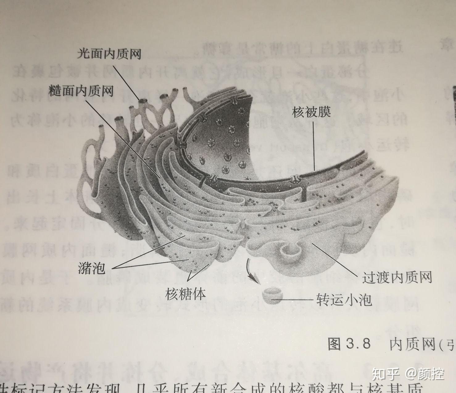 光面内质网和核膜连接吗