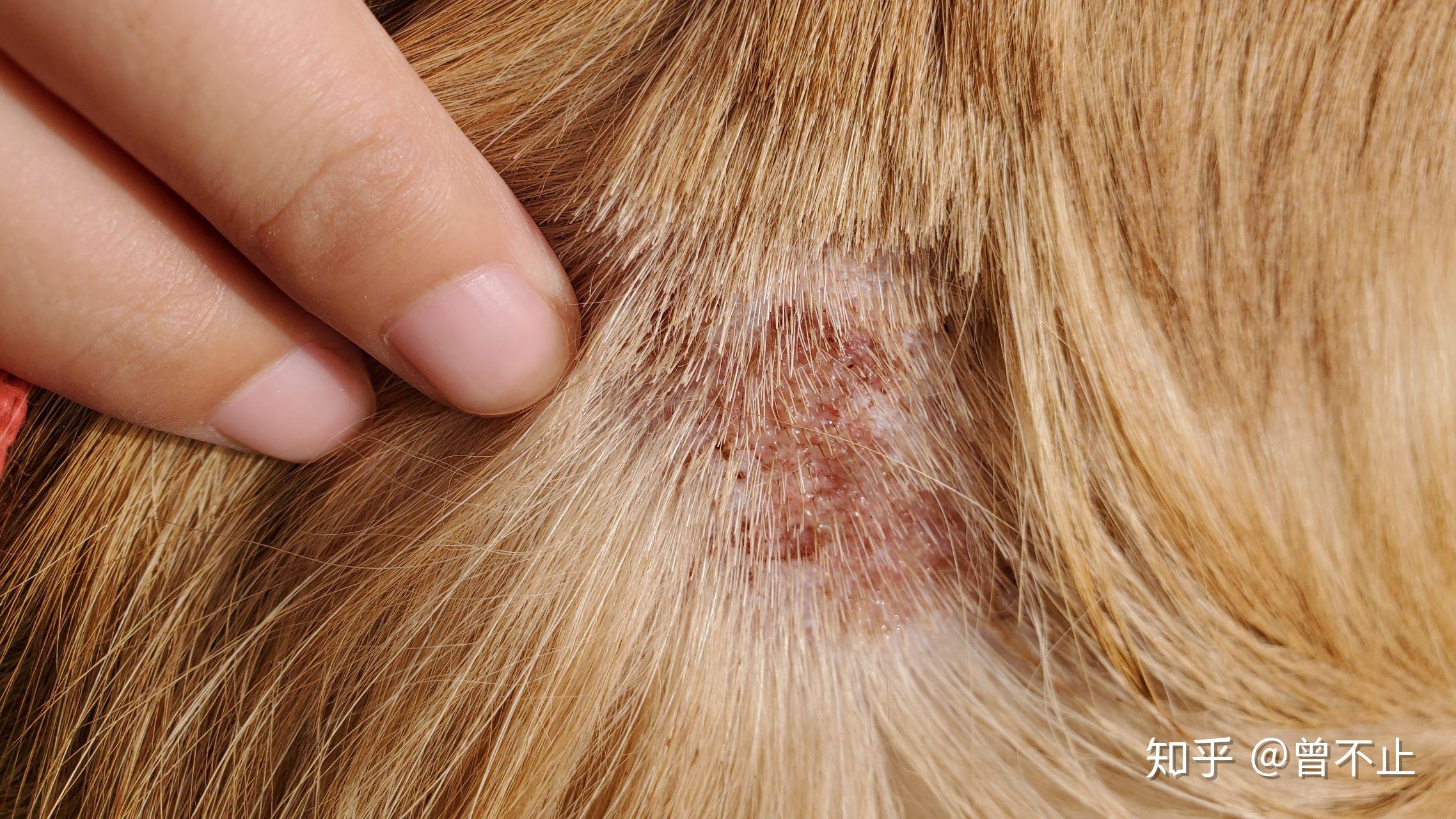 金毛这种皮肤病是哪一种