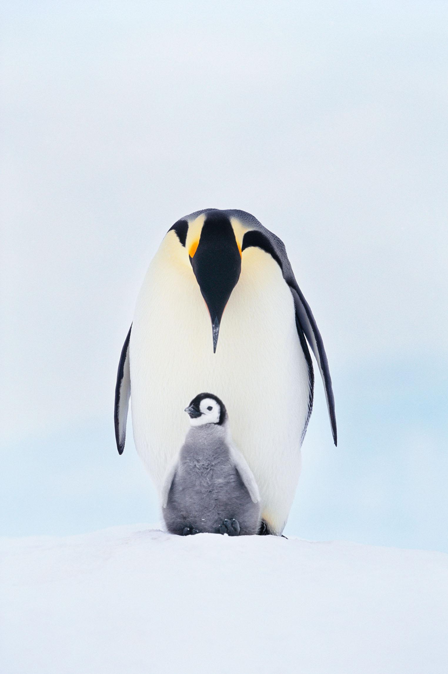 抱团取暖的企鹅最外层会被冻死吗