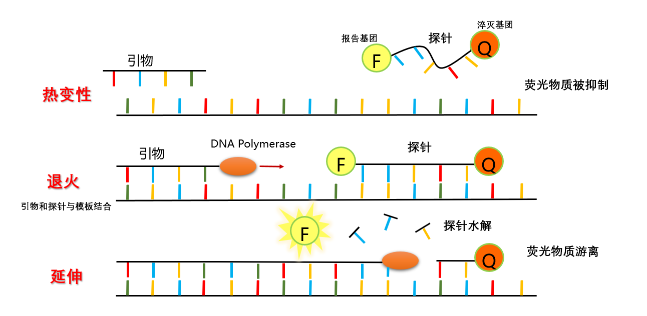 锚定pcr原理图图片