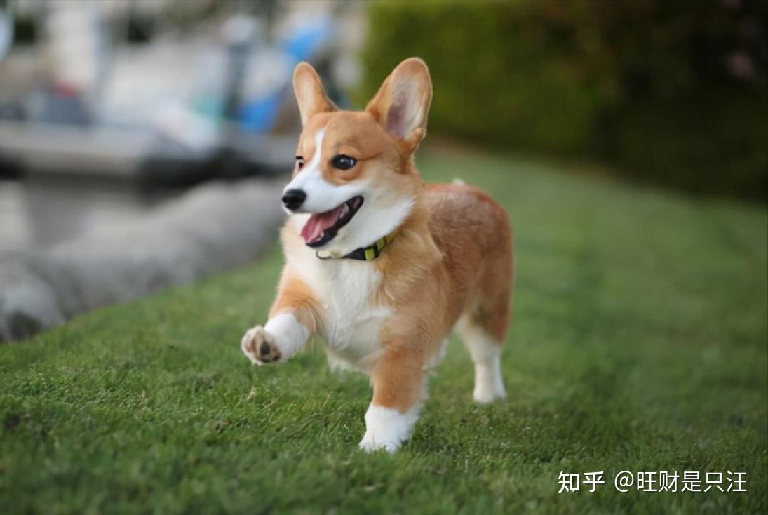 養了柯基犬後我的噩夢開始了再也不敢養了