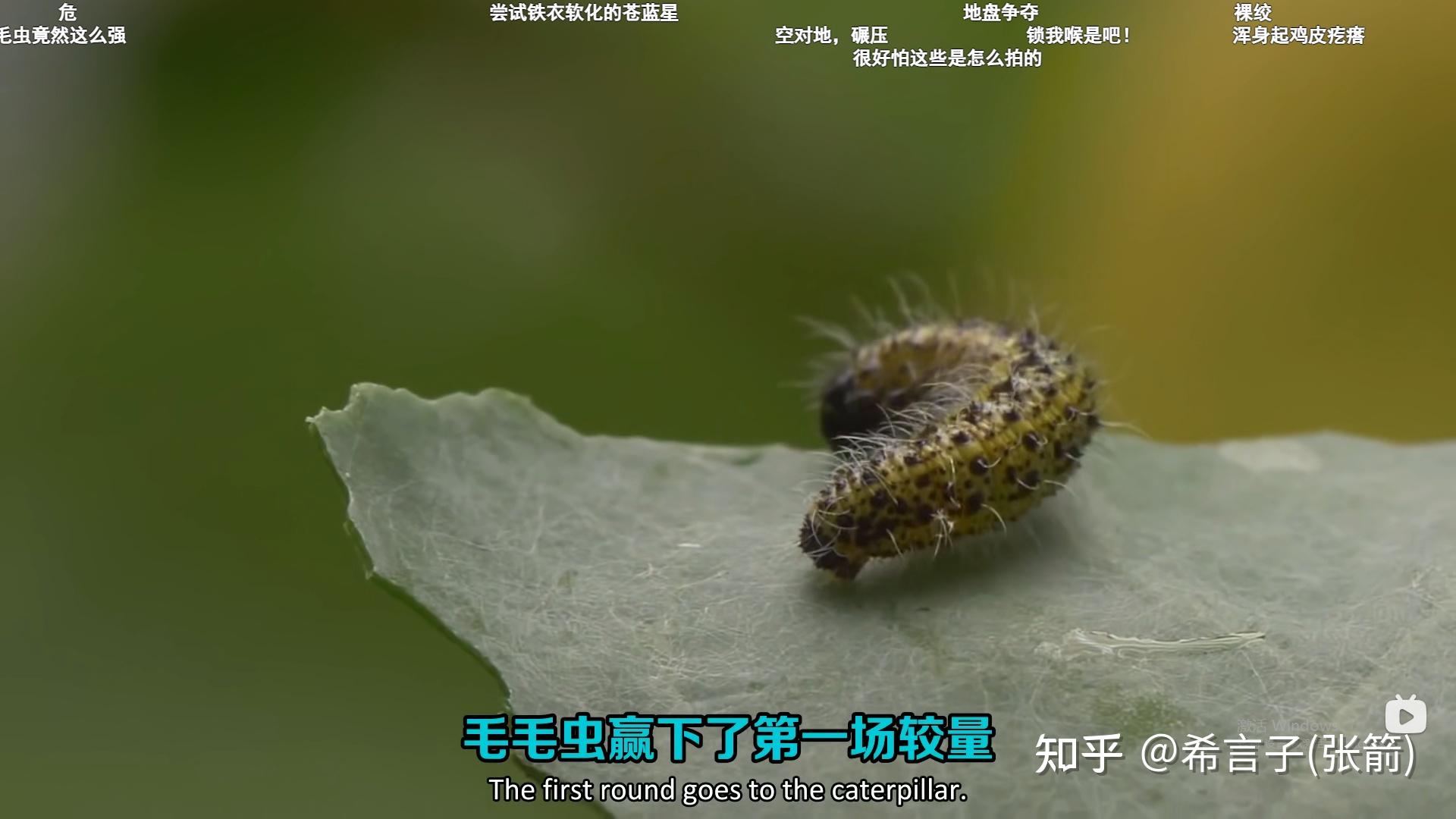 3 從《寄生蜂在毛毛蟲體內產卵繁殖後代,就像恐怖外星生物電影但這是