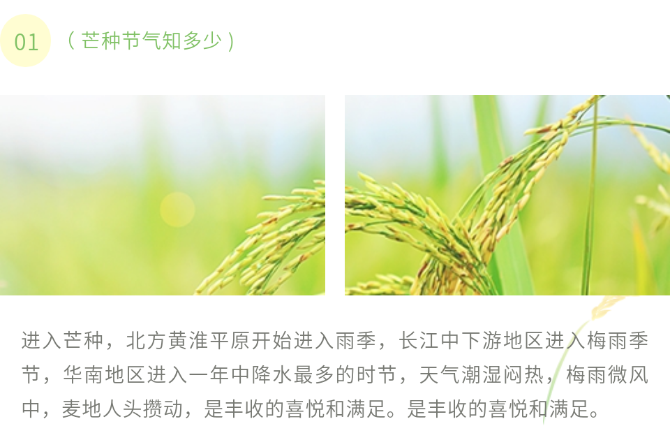 芒种节气图文样式上新