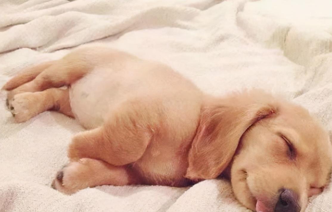 狗狗睡姿解析大全你家是哪种